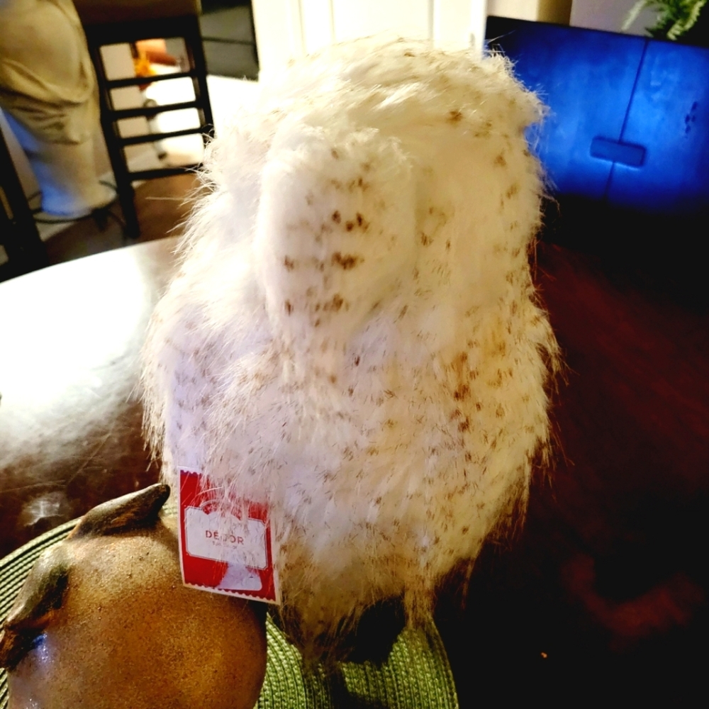 Owls ๐ฆ - Picture 8 of 9